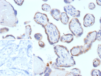 TFPI2 Antibody