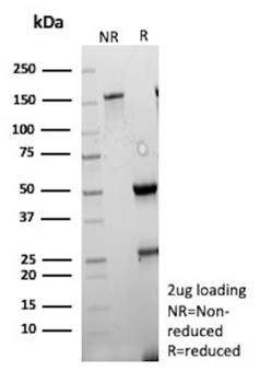 TFPI2 Antibody