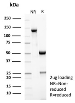 PRDX4 Antibody