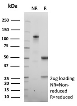 LGALS3 Antibody