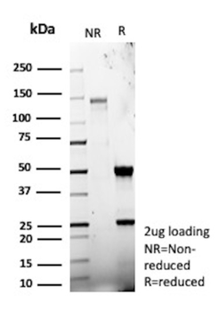 LGALS3 Antibody