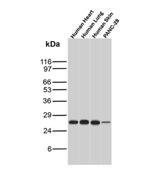 LGALS3 Antibody