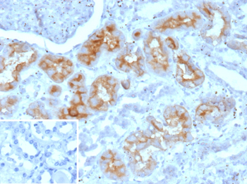 ENPP3 Antibody