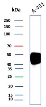F3 Antibody