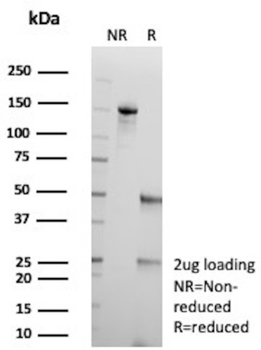 F3 Antibody