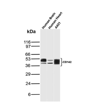 F3 Antibody