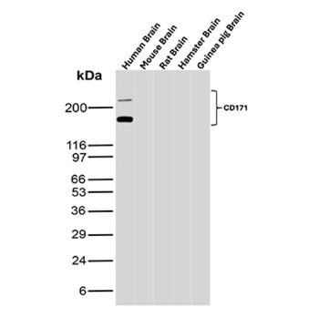 L1CAM Antibody