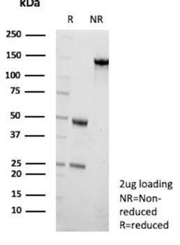 CETN1 Antibody