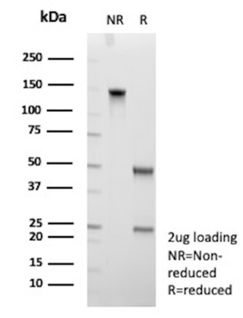 CD109 Antibody