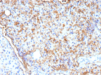CD109 Antibody