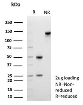 CD109 Antibody