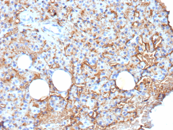 CD109 Antibody