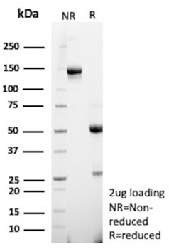 HBEGF Antibody