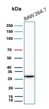 HBEGF Antibody
