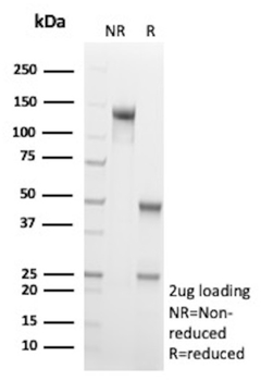 MRC1 Antibody