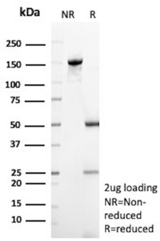 MRC1 Antibody