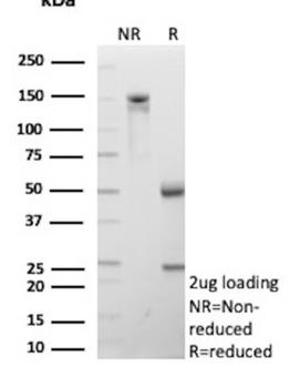 MRC1 Antibody