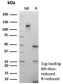 MRC1 Antibody