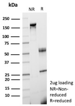 MRC1 Antibody
