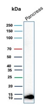 CLPS Antibody