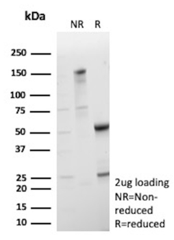 CLPS Antibody