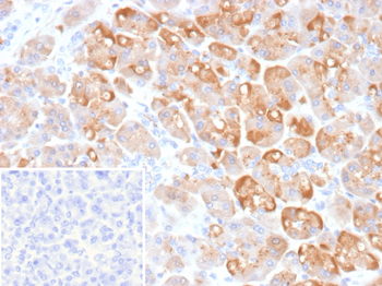 CLPS Antibody