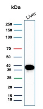 ARG1 Antibody
