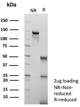 ARG1 Antibody