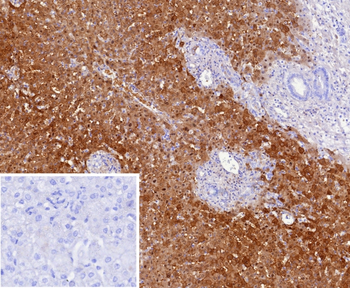 ARG1 Antibody