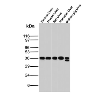 ARG1 Antibody