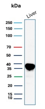 ARG1 Antibody