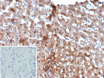 ARG1 Antibody