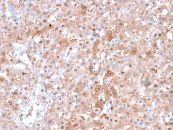 ARG1 Antibody