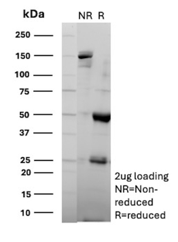ARG1 Antibody