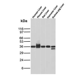 ARG1 Antibody