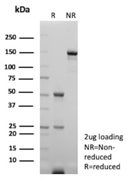 NKX2-1 Antibody
