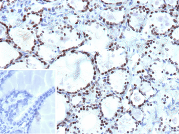 NKX2-1 Antibody