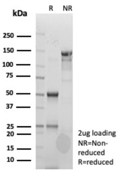 CLU Antibody