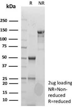 CLU Antibody