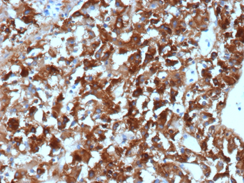 CLU Antibody