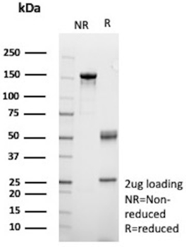 CLU Antibody
