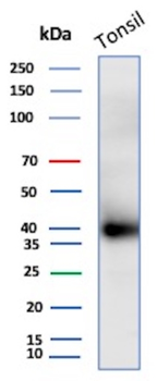 CLU Antibody