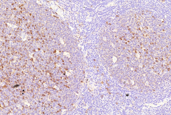 CD38 Antibody