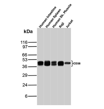 CD38 Antibody