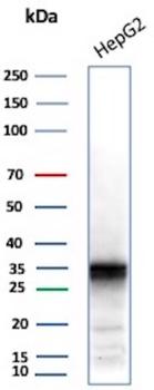 AKR1C1 Antibody