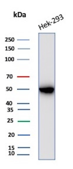 CKB Antibody