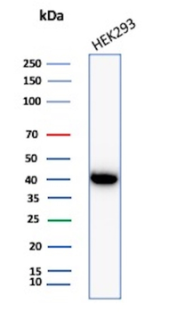 CKB Antibody