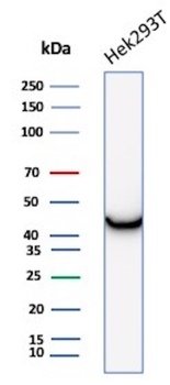 CKB Antibody