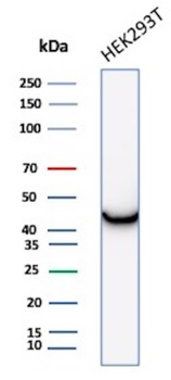 CKB Antibody
