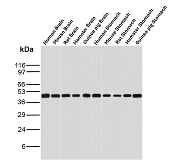 CKB Antibody